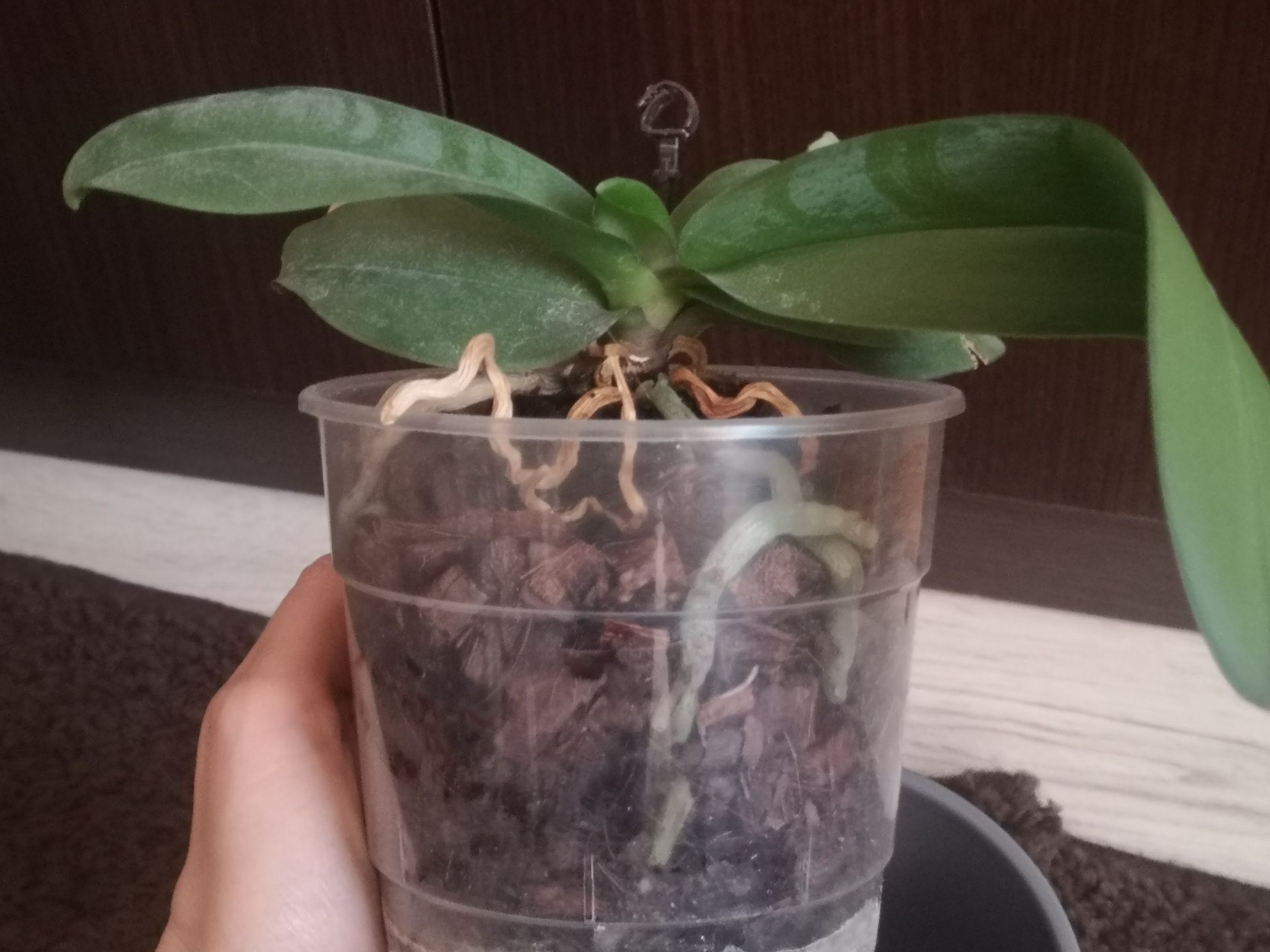 Storczyk orchidea