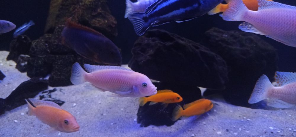 Mertriaclima  esthetae red red  i zebra masinjedorosłe samce
