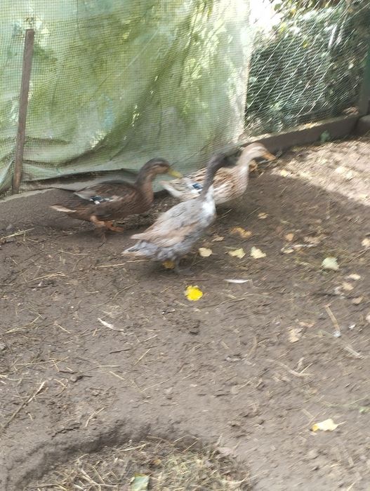 Kaczki sprzedam ładne