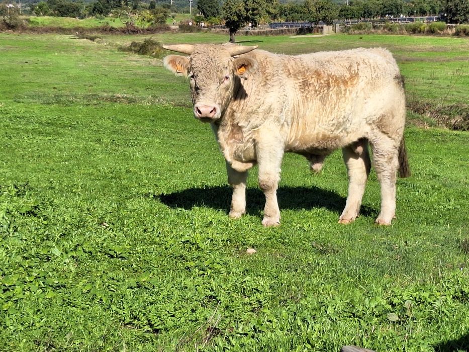 Novilho charoles puros