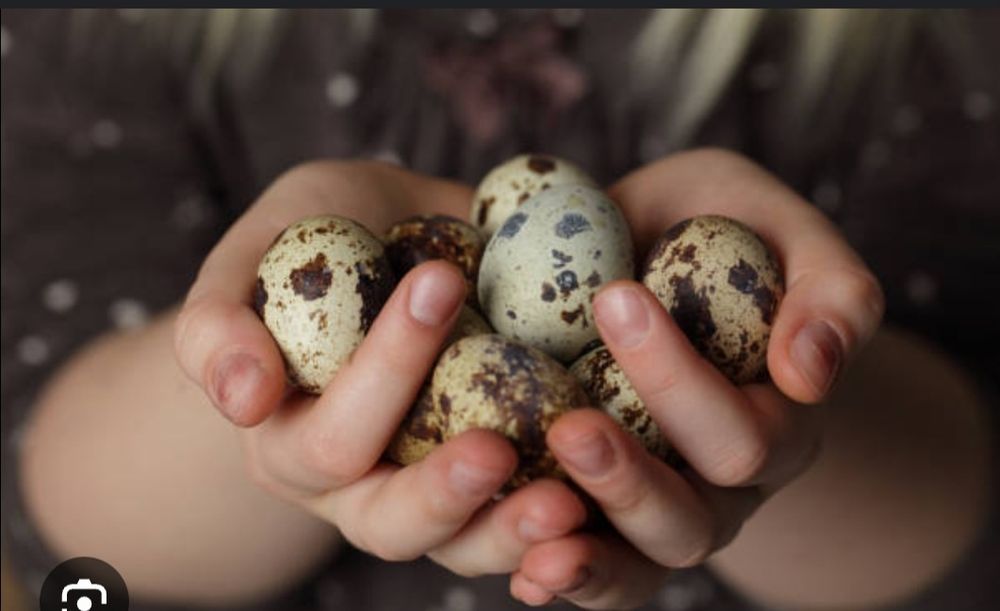 Продам перепелині яйця