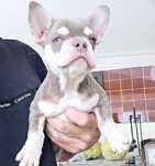 Bulldog francês Fêmea cor Lilac And Tan