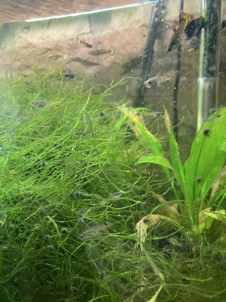 Aquario plantado Juwel Rio 125l preto / branco e filtro externo Eheim