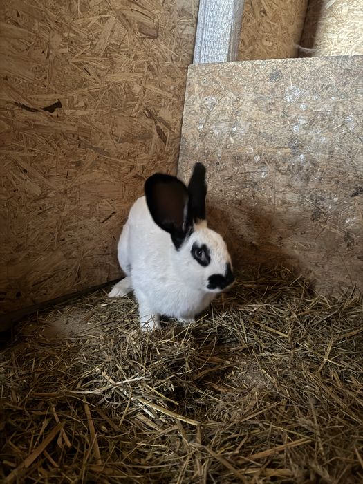 Króliki parka białe samiec samica