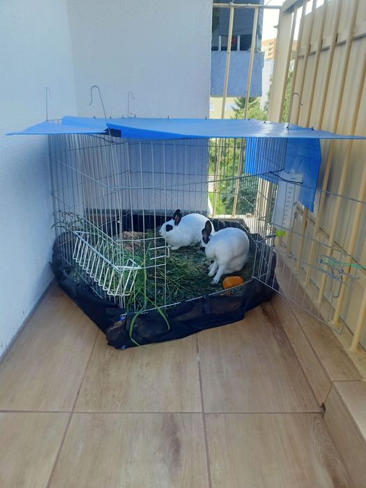 Klatka i domek dla królików