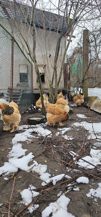 Інкубаційне яйце Брама палева