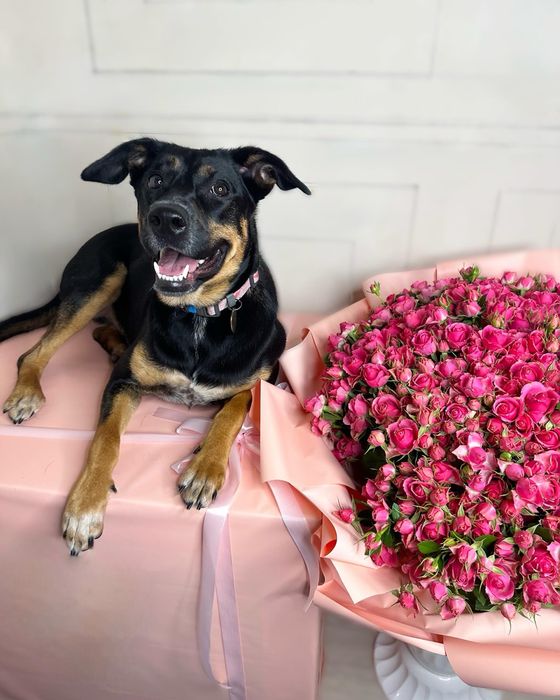 Габі шукає родину