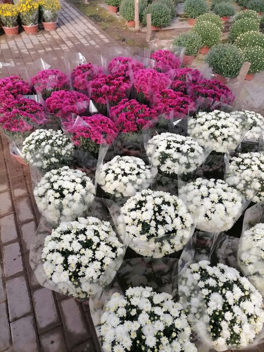 Chryzantemy producent HURT/DETAL