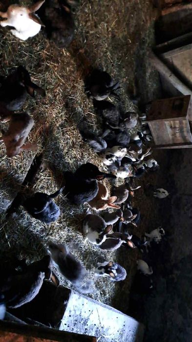 Tusza Królika na sprzedaż