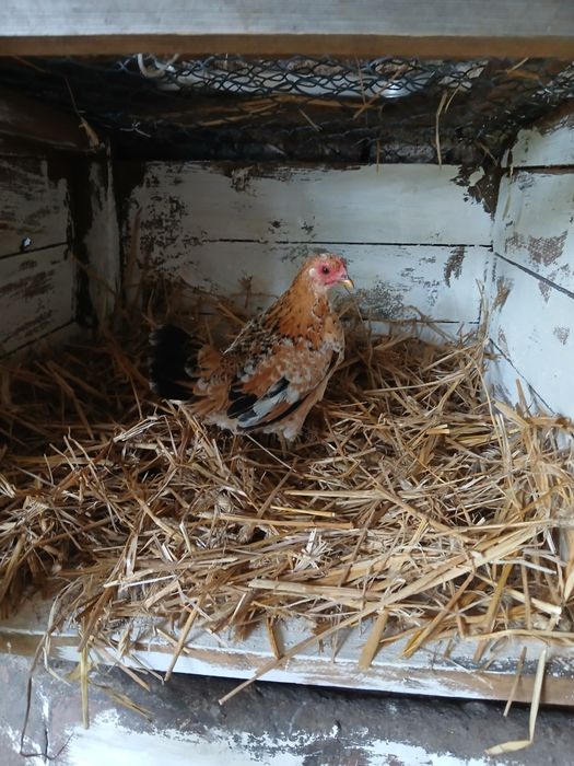 Kurki liliputki karzelek polski cwergi