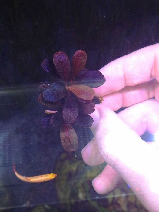 Буцефаландра Brownie purple