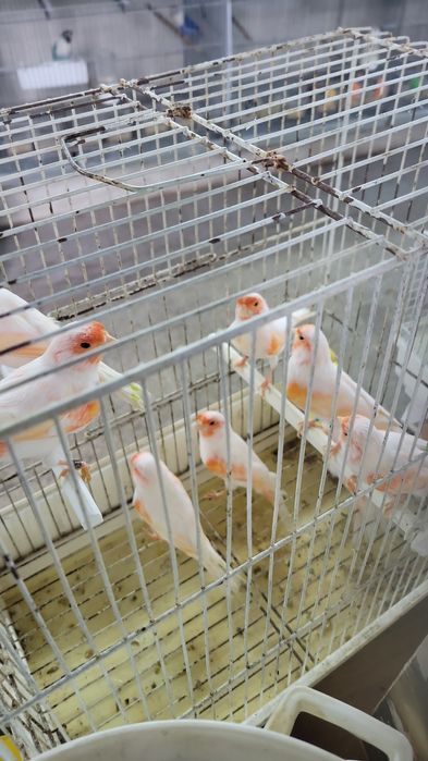 Canários e ring neck