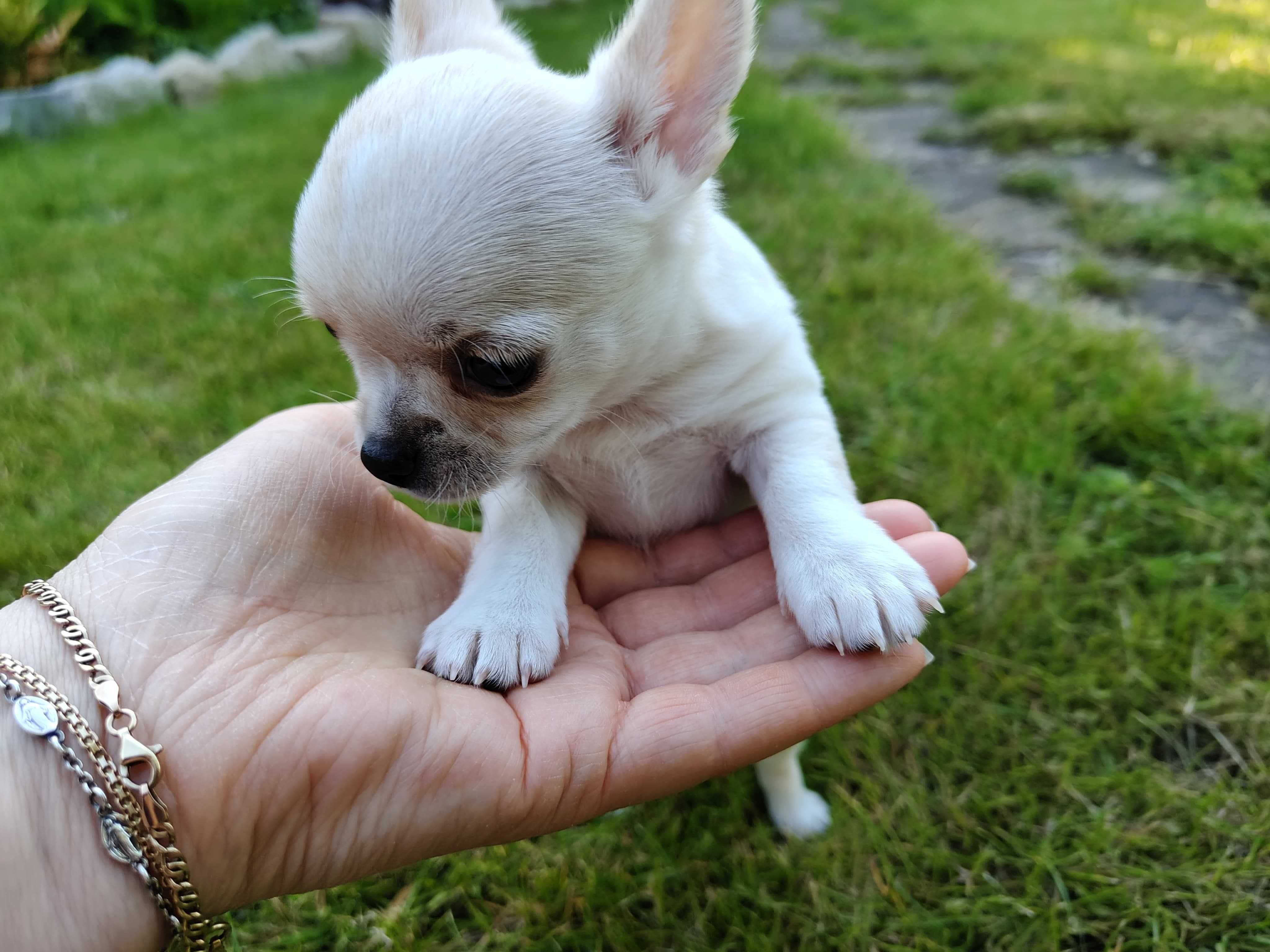 Chihuahua krótkowłosy ZKwP (FCI)