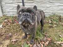 Buldog Francuski, pies Buldoga Francuskiego