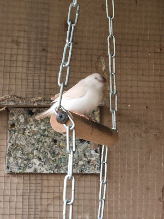 Sprzedam zeberki i gołąbki diamentowe