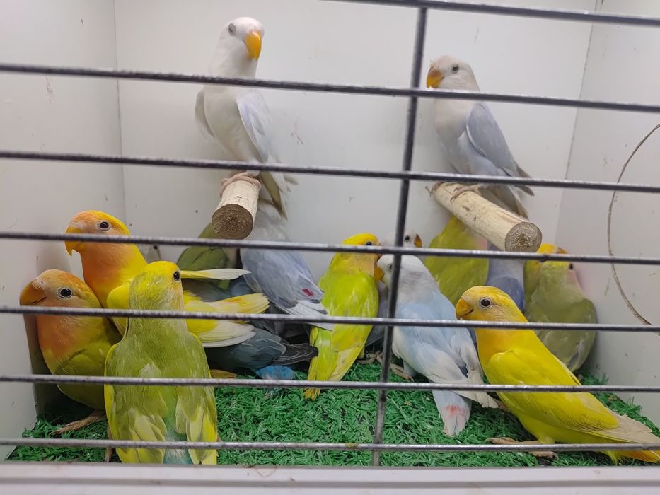 Papugi - papużki nierozłączki czerwonoczelne - młode 2025