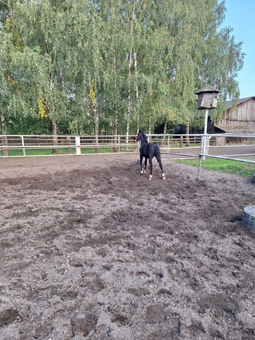Sprzedam ogiera śląskiego