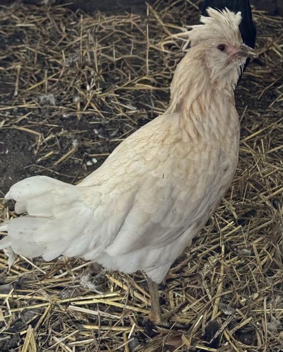 Na sprzedaz mlode kurki i koguty