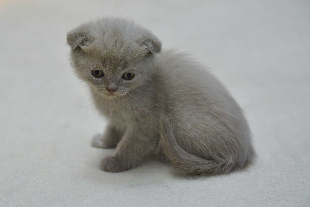 Шотландские котята
