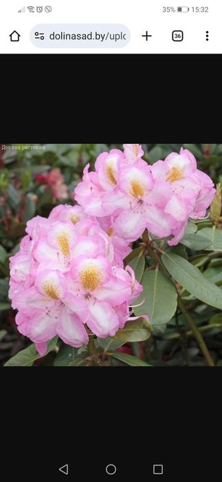 Рододендрон Аркадіус, Емануела, Дотелла Акція, великі