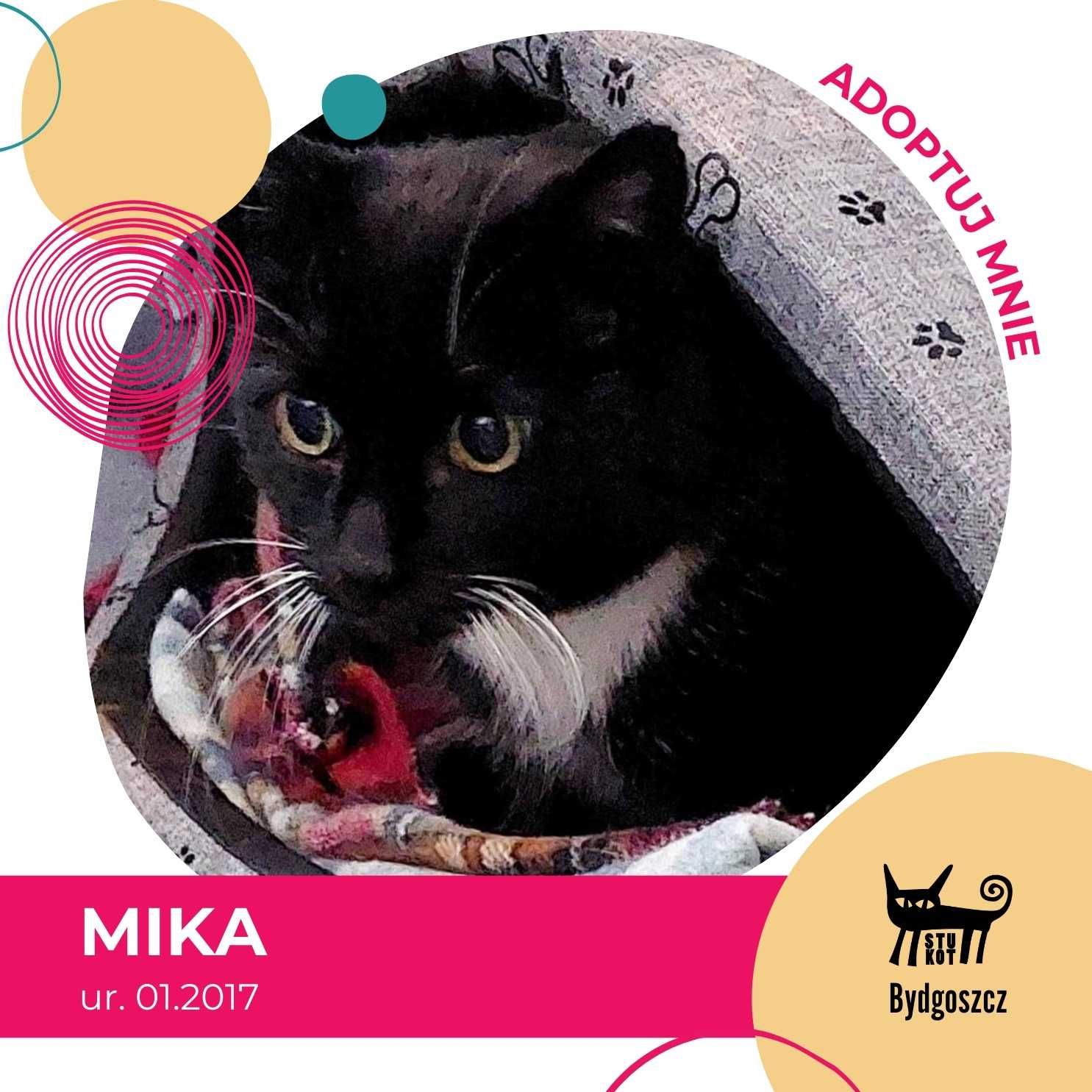Mika - kotka do adopcji
