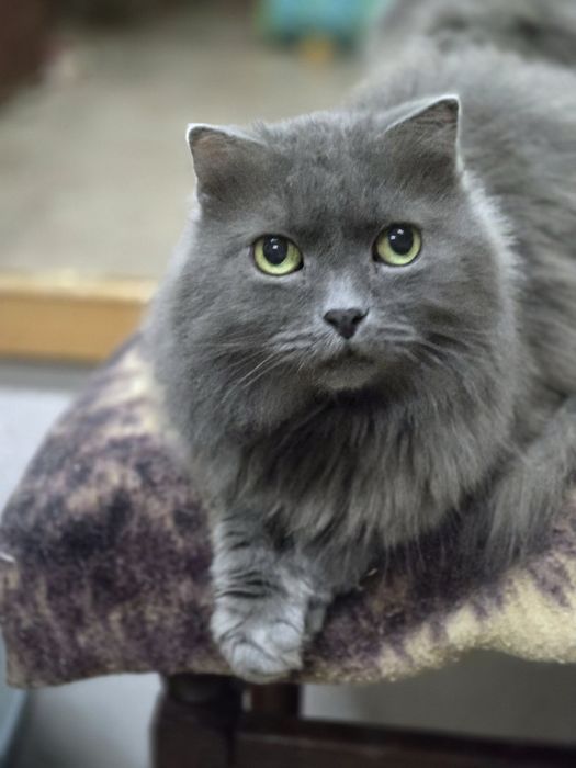 Кошечка ищет дом