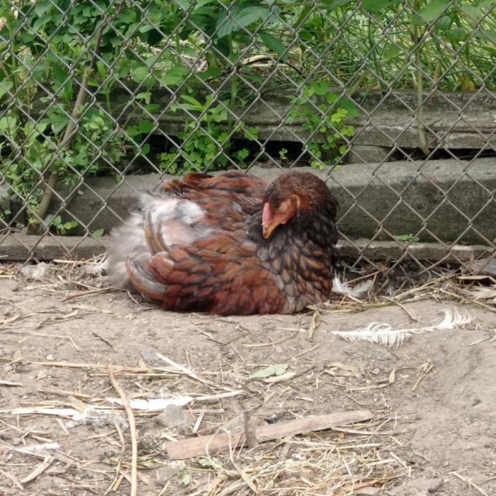 Півники віандот золото окамлені