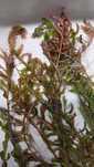 Rotala rotundifolia