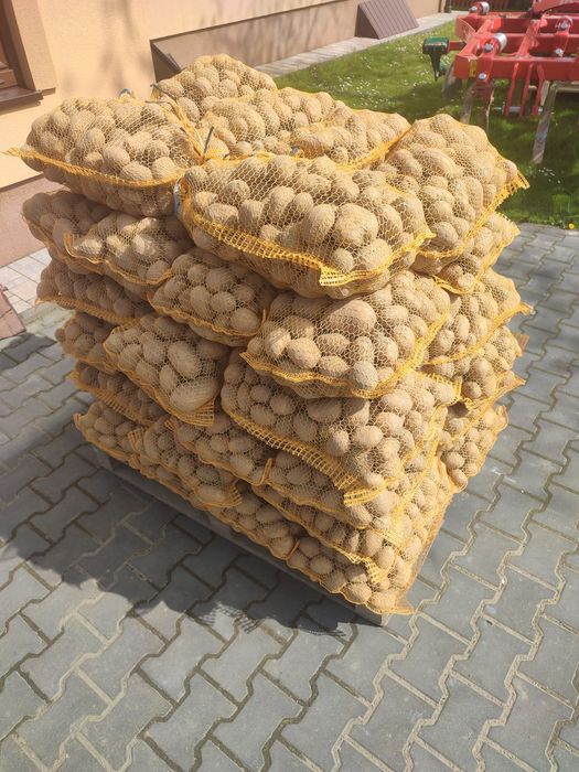 Ziemniaki jadalne Soraya