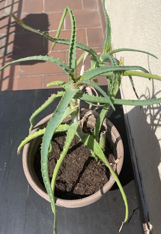 Aloes drzewiasty sadzonka roślina w doniczce