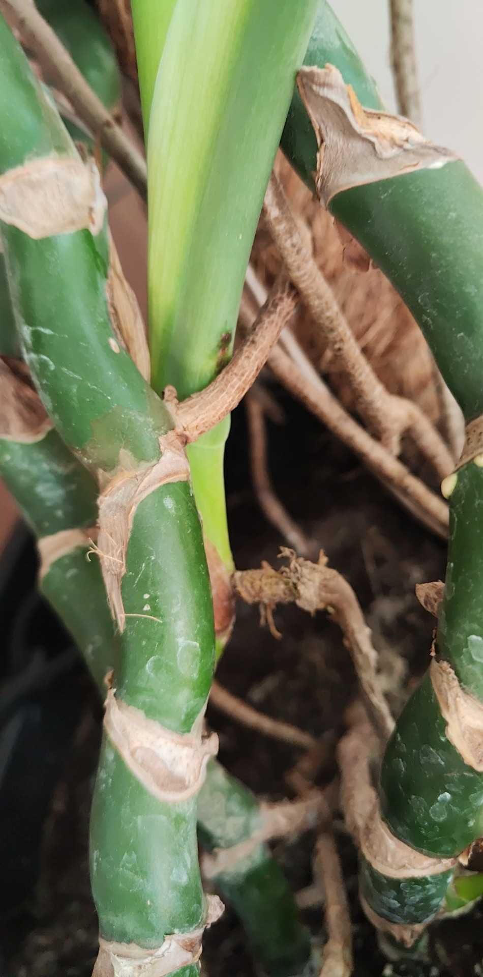 Monstera deliciosa, szczepka