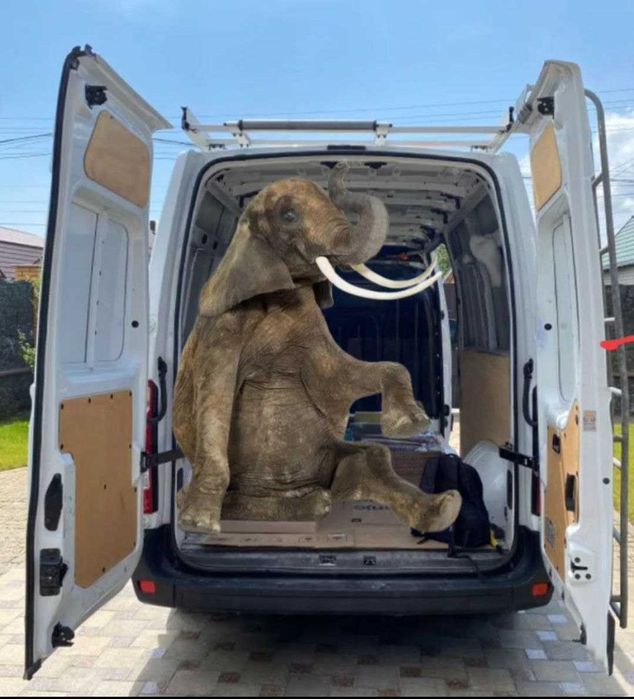 Грузоперевозки по городу и  не дорого