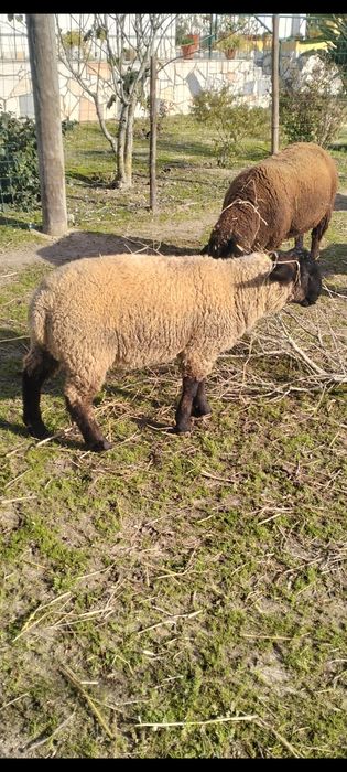 Borrego Suffolk  puro