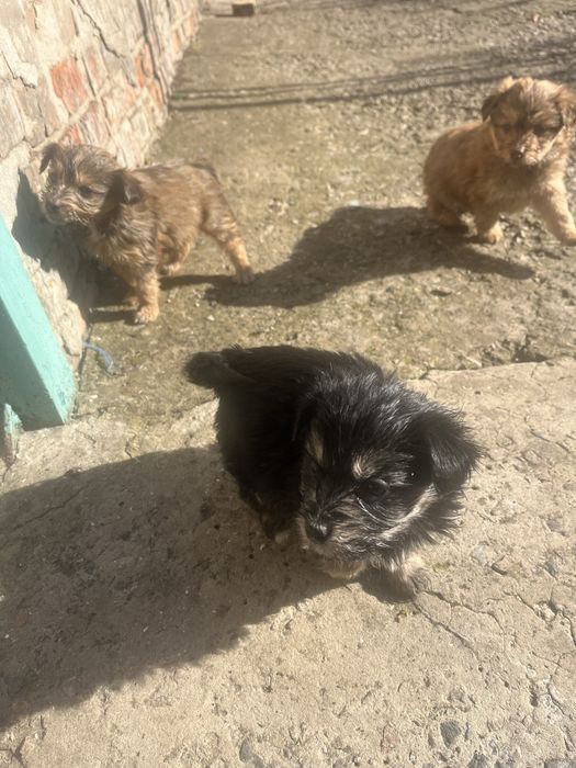 Маленькі друзі,в вашу родину.