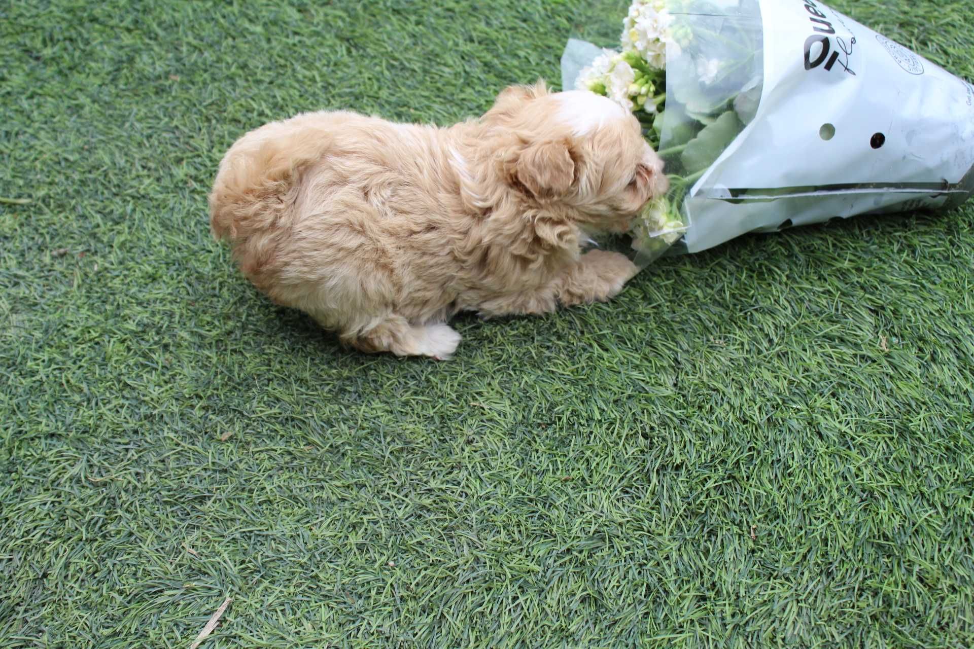 Maltipoo ,Śliczna Malutka Suczka