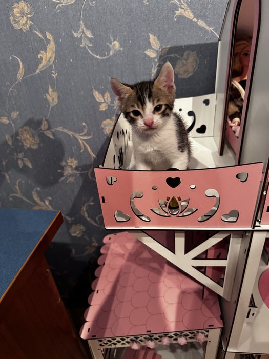 Отдам даром двух котят