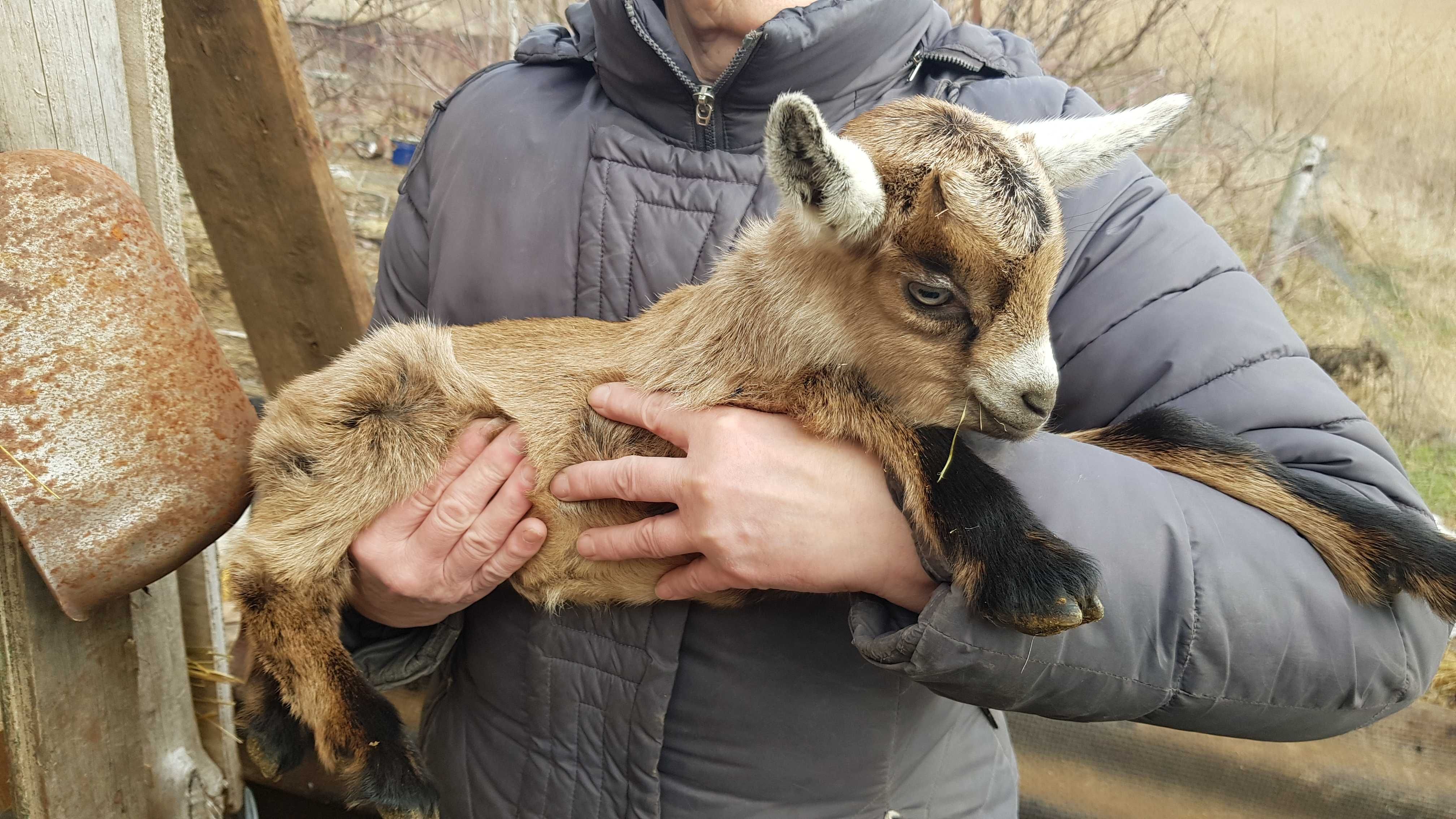 Нубійські, альпійські і зааноальпійські козинята