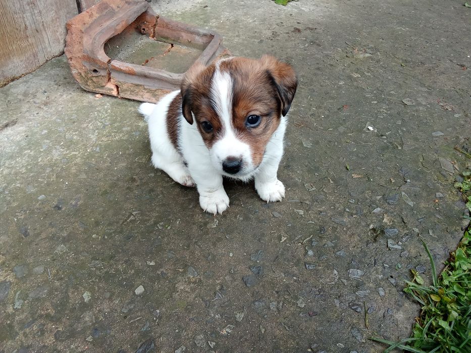 Джек Рассел тер'єр