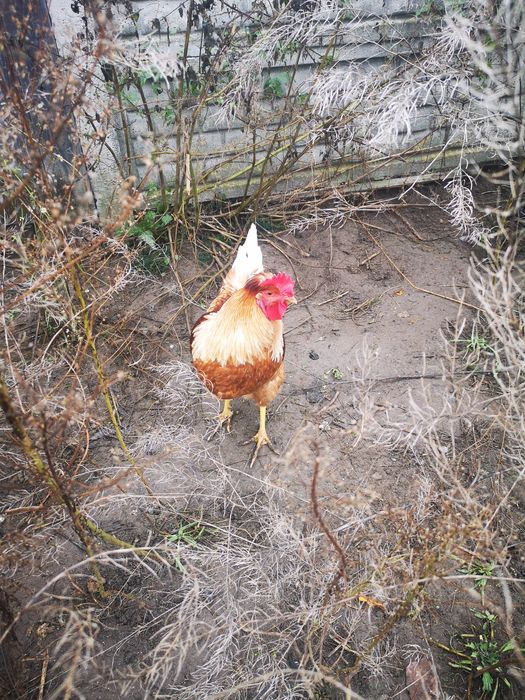 Sprzedam koguty, z Kwietnia tego roku