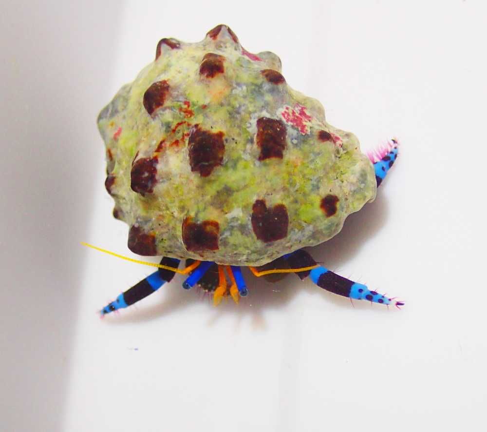 Calcinus elegans (niebieskonogi) - krab pustelnik - akwarium morskie