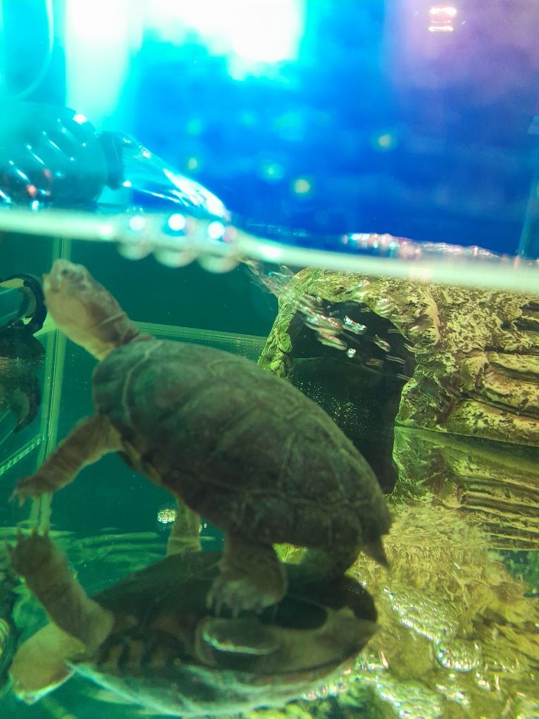Zolw  wodnoladowy Pelomedusa subrufa