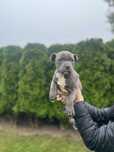 American staffordshire Terrier