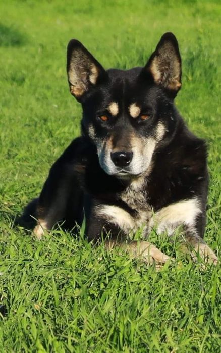 В добрые руки прекрасный друг