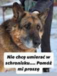 Czy Mikuś zdąży do domu? Wielkie serce poszukiwane