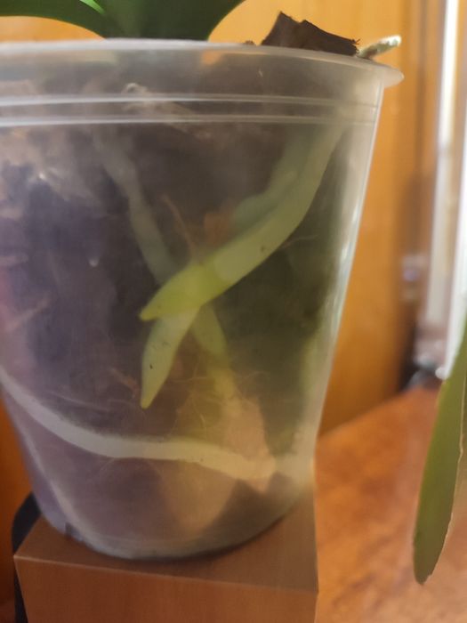 Орхидея Aalborg  домашняя.