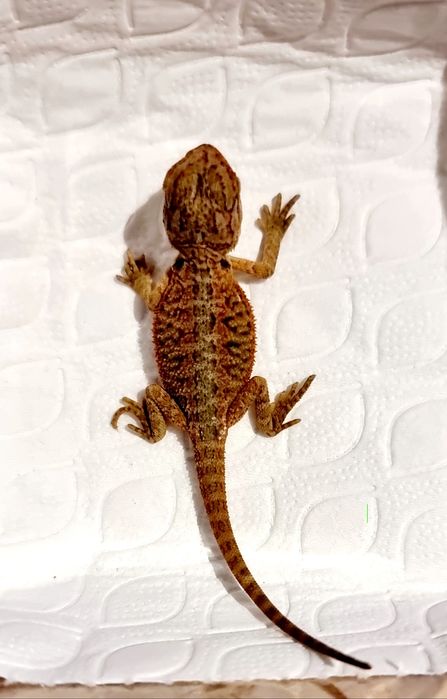 Agama brodata młode