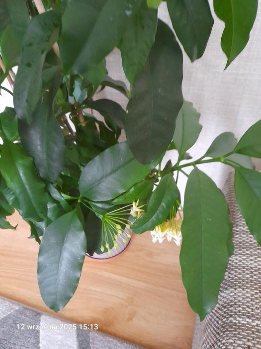 Sadzonki hoi Multiflory