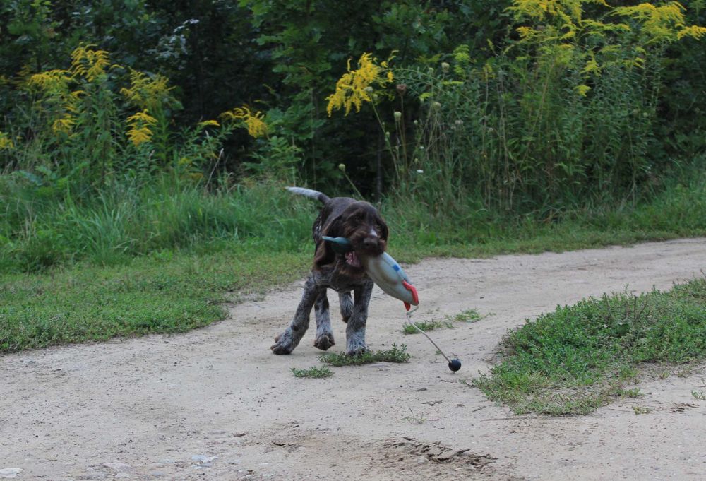 Wyżeł niemiecki szorstkowłosy / pies