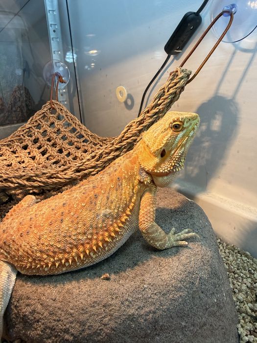 Agamy brodate samiec i samica