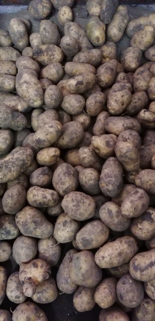 Ziemniaki sadzeniaki Bryza